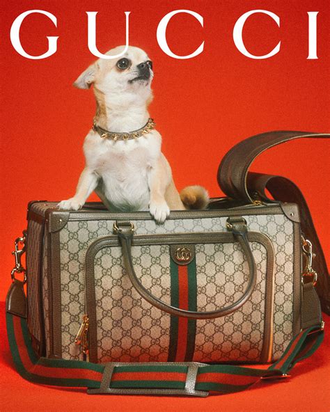 dog gucci shirt|gucci dog collection.